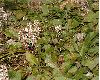 image of Pachysandra procumbens