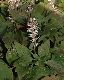 image of Pachysandra procumbens