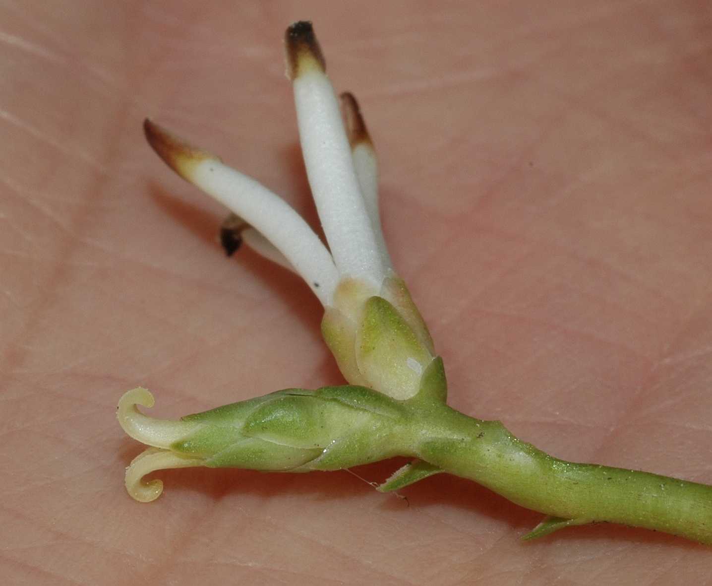 Buxaceae Pachysandra terminalis