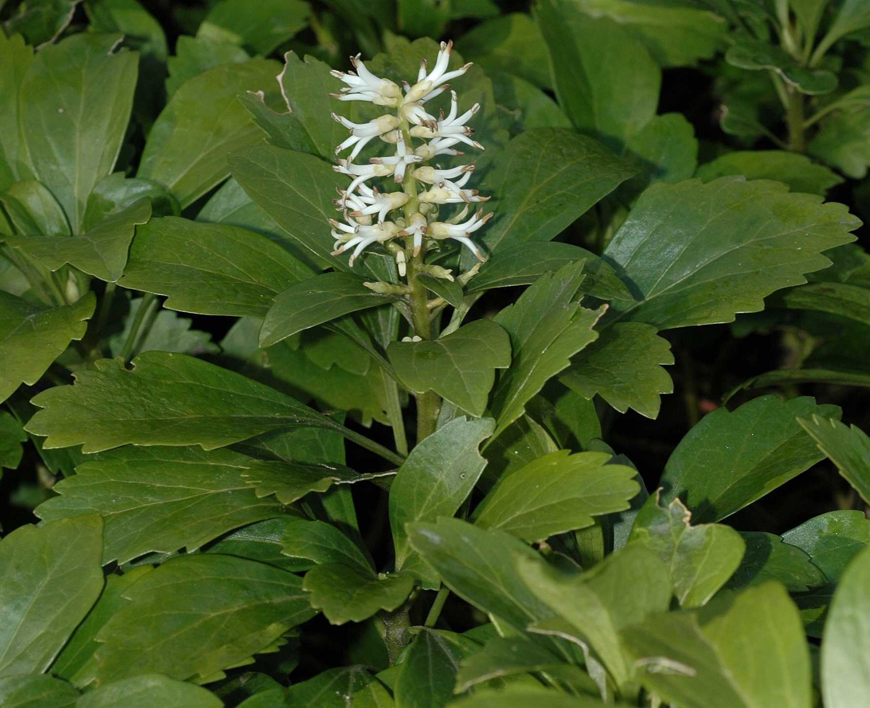 Buxaceae Pachysandra terminalis