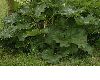 image of Rheum rhabarbarum