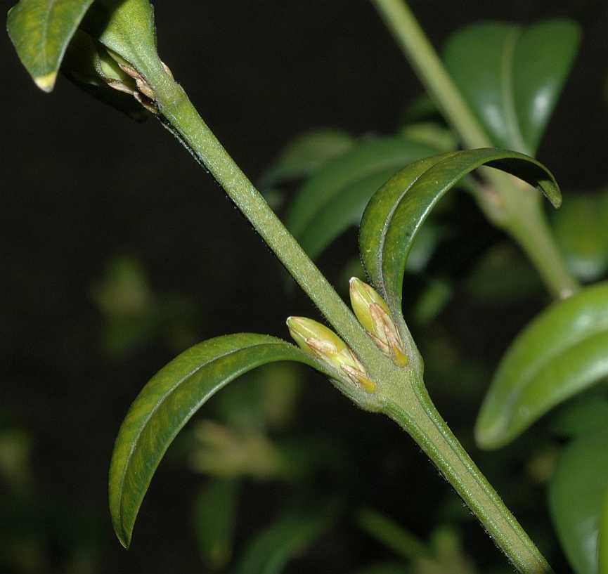 Buxaceae Buxus sempervirens