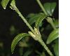 image of Buxus sempervirens