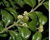 image of Buxus sempervirens