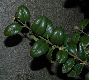 image of Buxus sempervirens