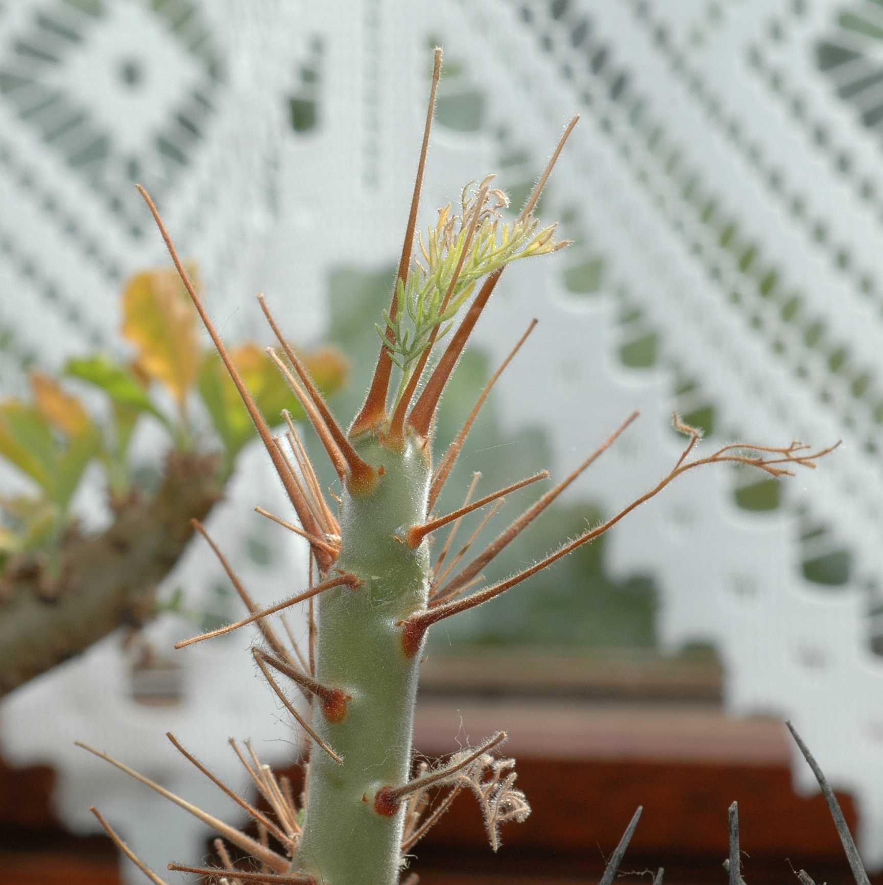 Geraniaceae Sarcocaulon herrei