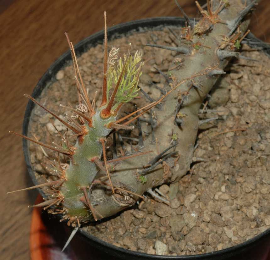 Geraniaceae Sarcocaulon herrei