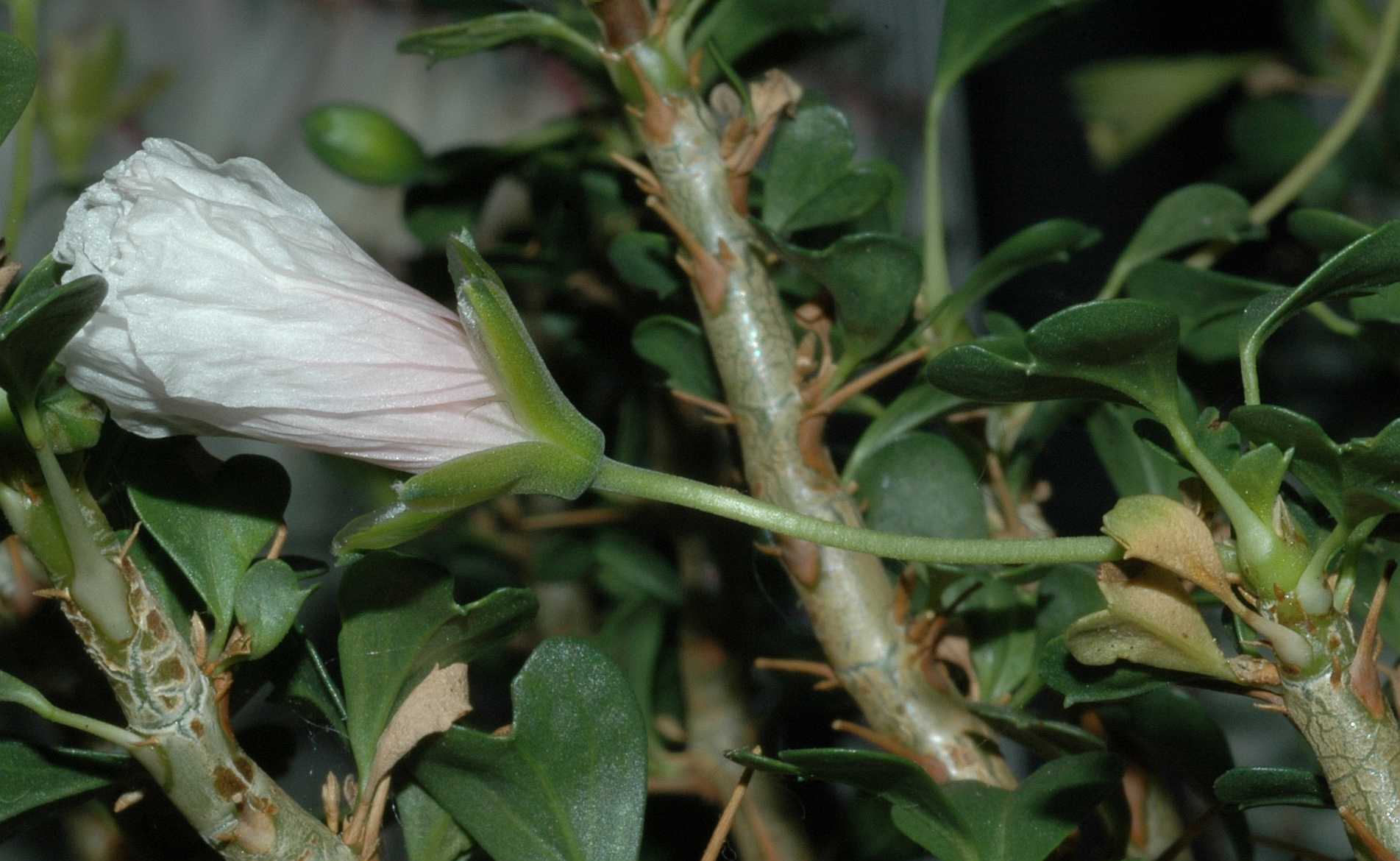 Geraniaceae Sarcocaulon vanderietiae