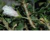 image of Sarcocaulon vanderietiae