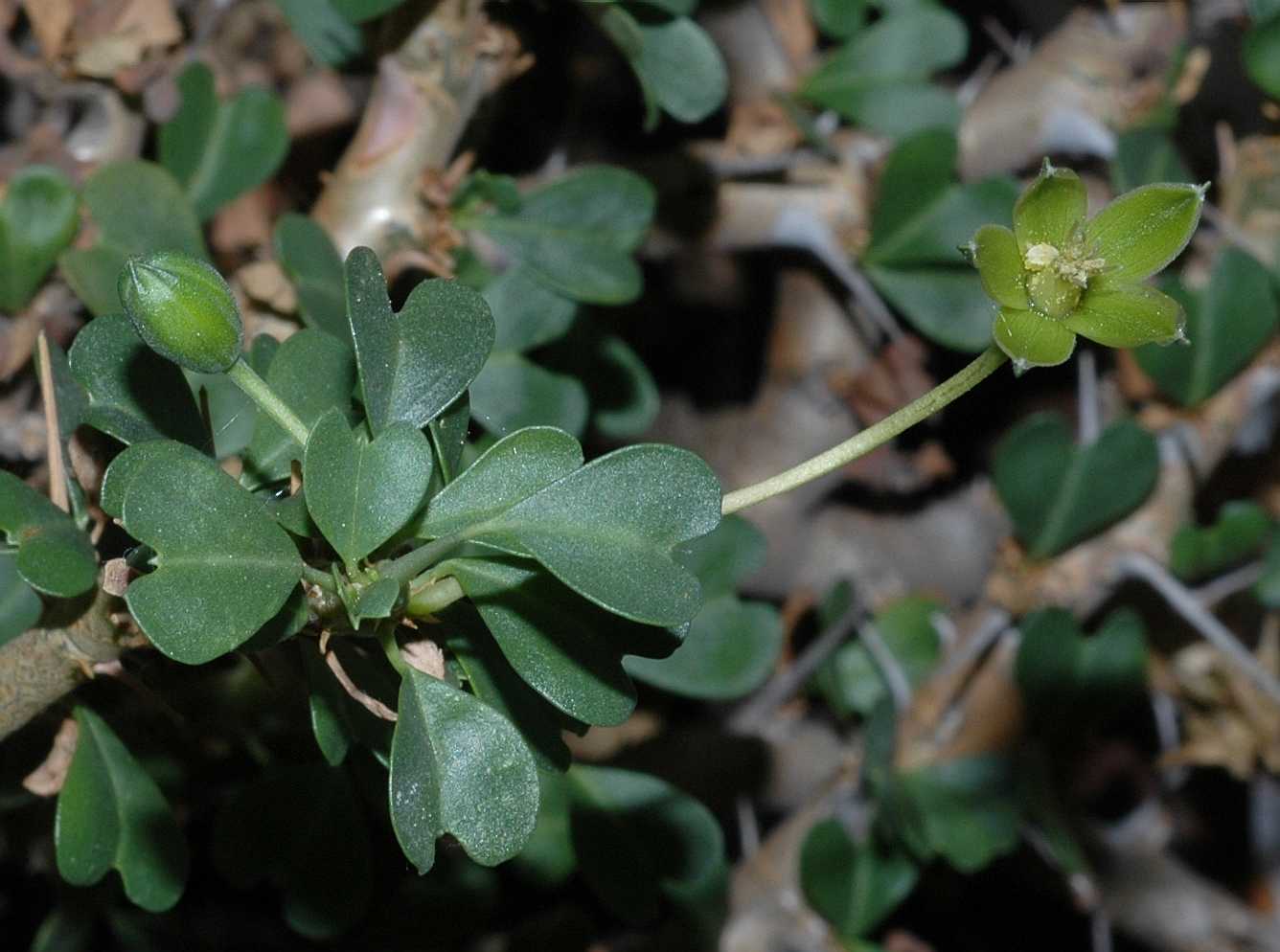 Geraniaceae Sarcocaulon vanderietiae