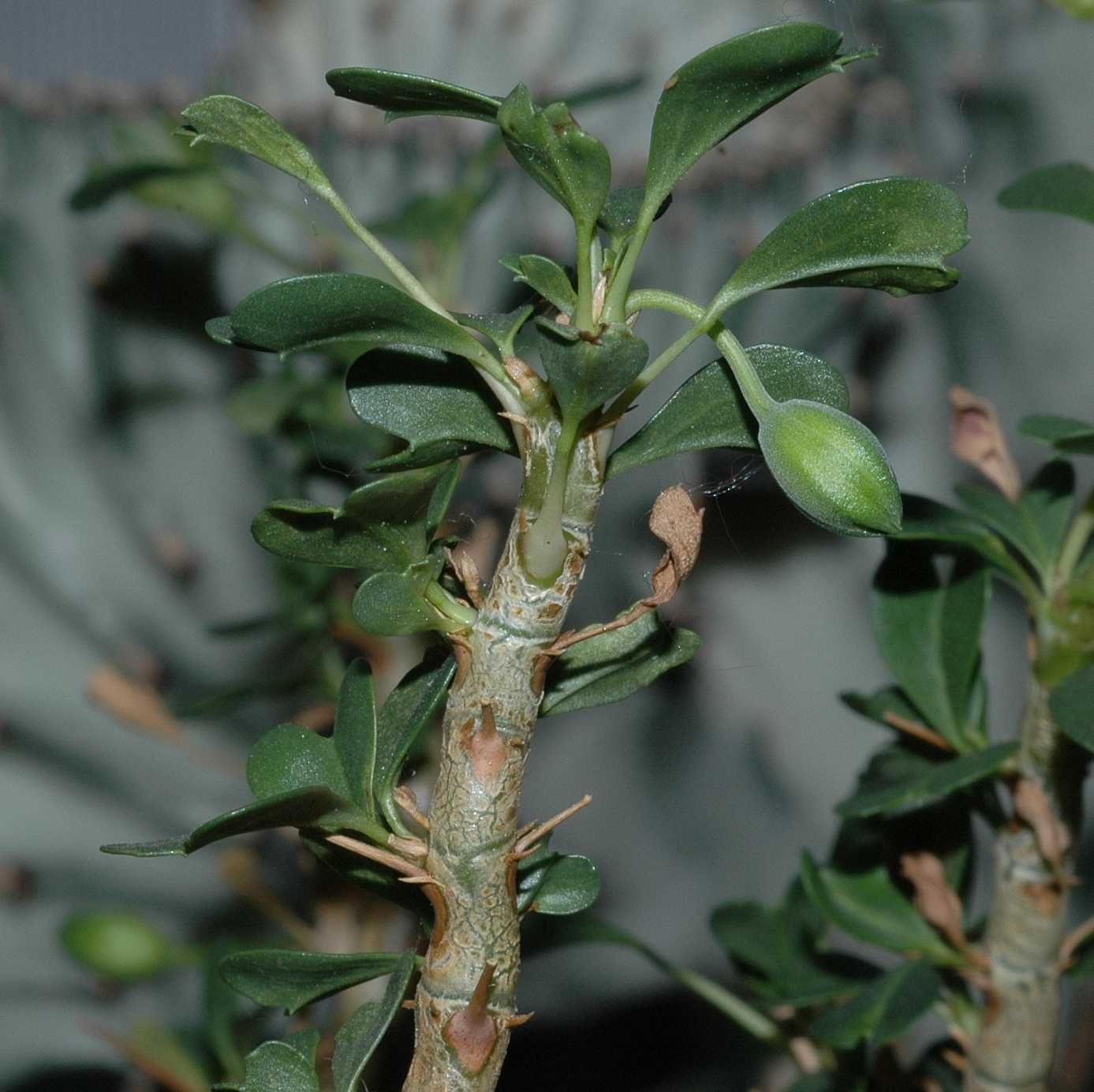 Geraniaceae Sarcocaulon vanderietiae