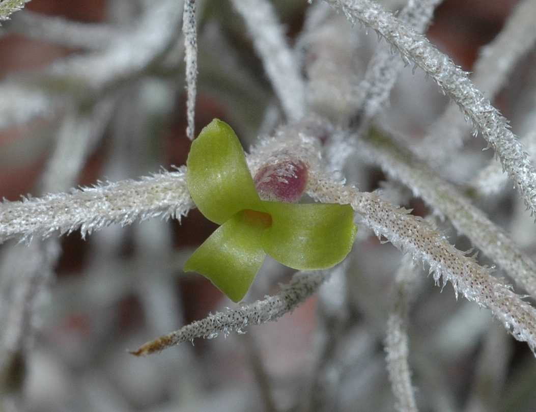 Bromeliaceae Tillandsia usneoides