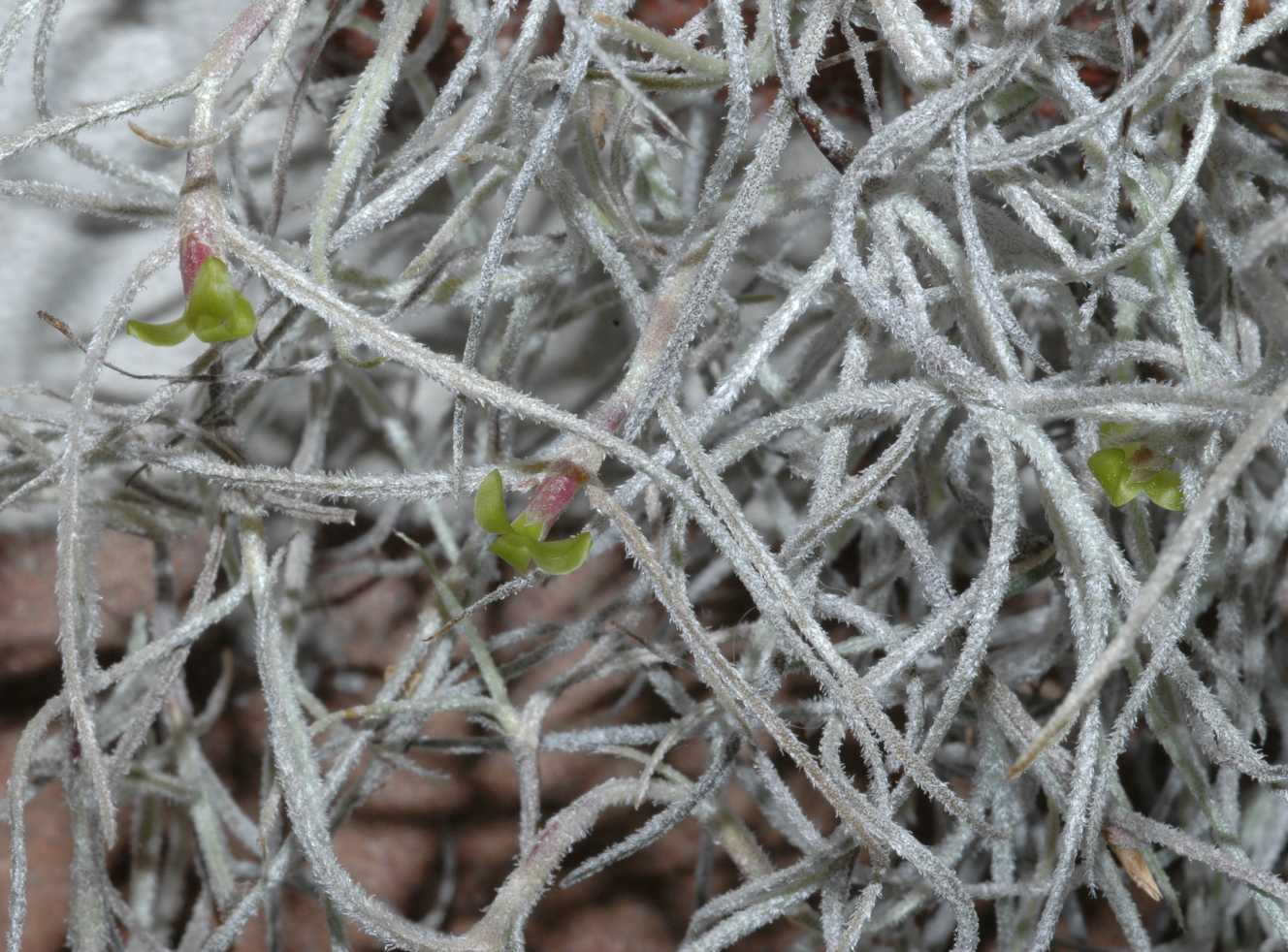 Bromeliaceae Tillandsia usneoides