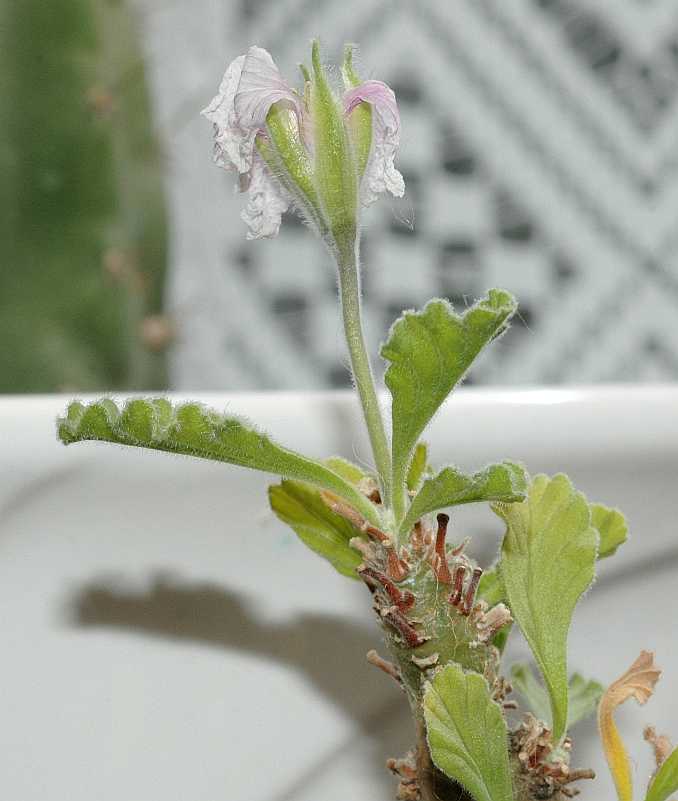 Geraniaceae Sarcocaulon inerme