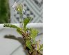 image of Sarcocaulon inerme