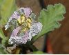 image of Sarcocaulon inerme