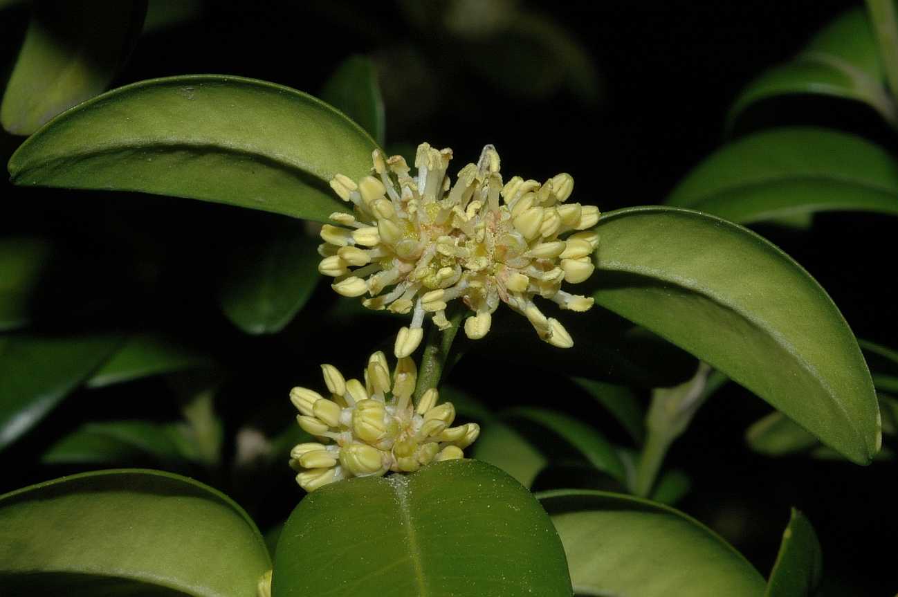 Buxaceae Buxus sempervirens
