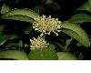 image of Buxus sempervirens