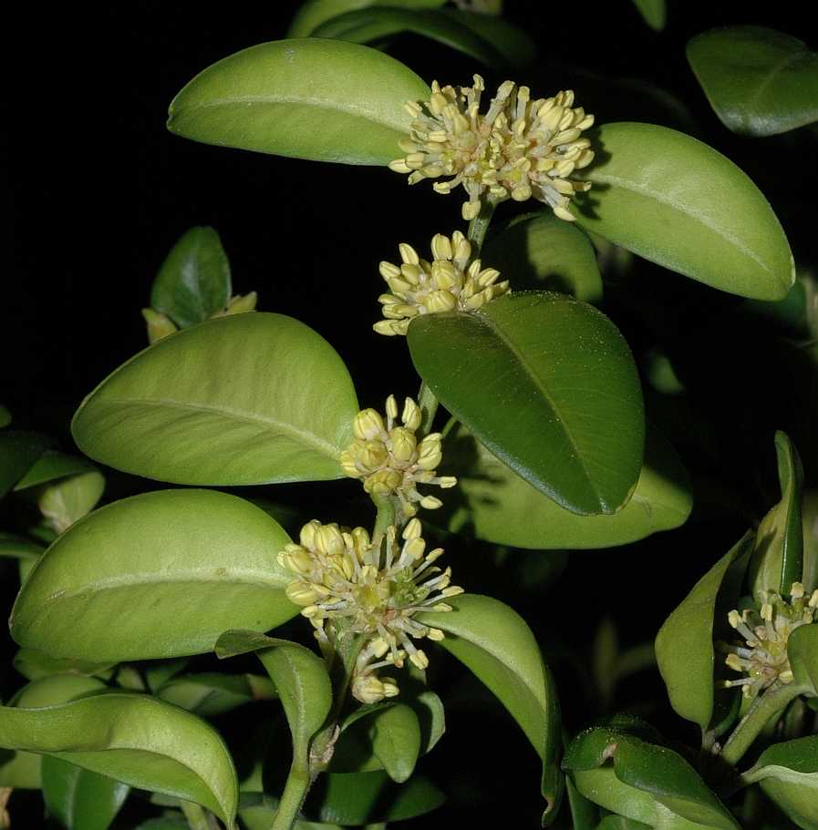 Buxaceae Buxus sempervirens