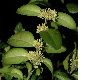 image of Buxus sempervirens