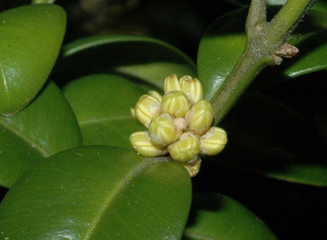 Buxaceae Buxus sempervirens