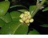 image of Buxus sempervirens