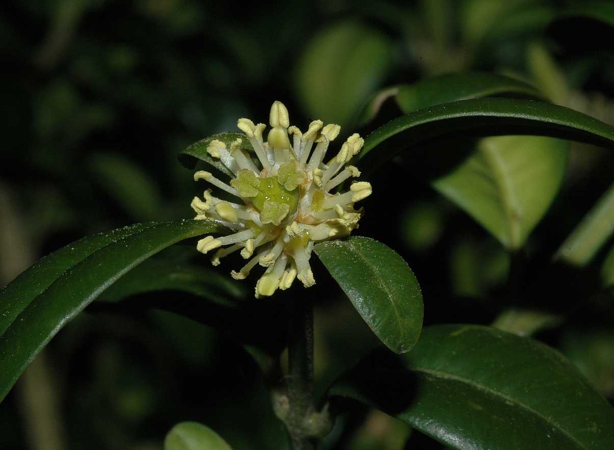 Buxaceae Buxus sempervirens