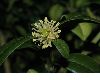 image of Buxus sempervirens