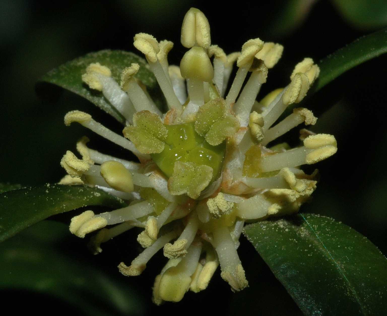 Buxaceae Buxus sempervirens