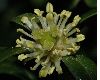image of Buxus sempervirens