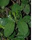 image of Corynocarpus laevigatus
