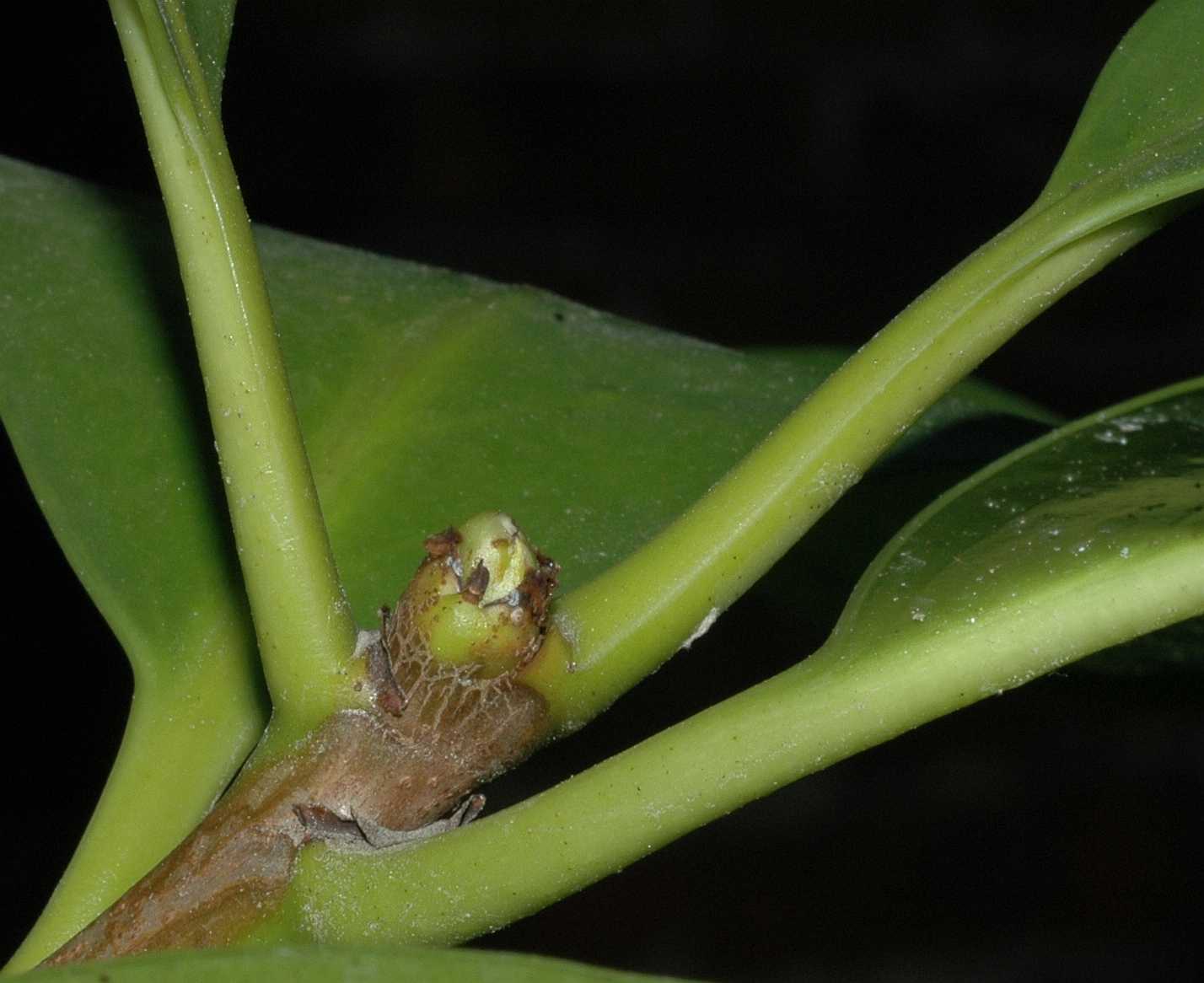 Corynocarpaceae Corynocarpus laevigatus