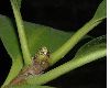 image of Corynocarpus laevigatus