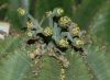 image of Euphorbia meloformis