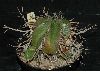 image of Euphorbia meloformis