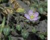 image of Spergularia 