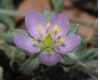 image of Spergularia 