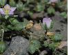 image of Spergularia 