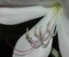 image of Crinum amabile