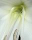image of Crinum amabile