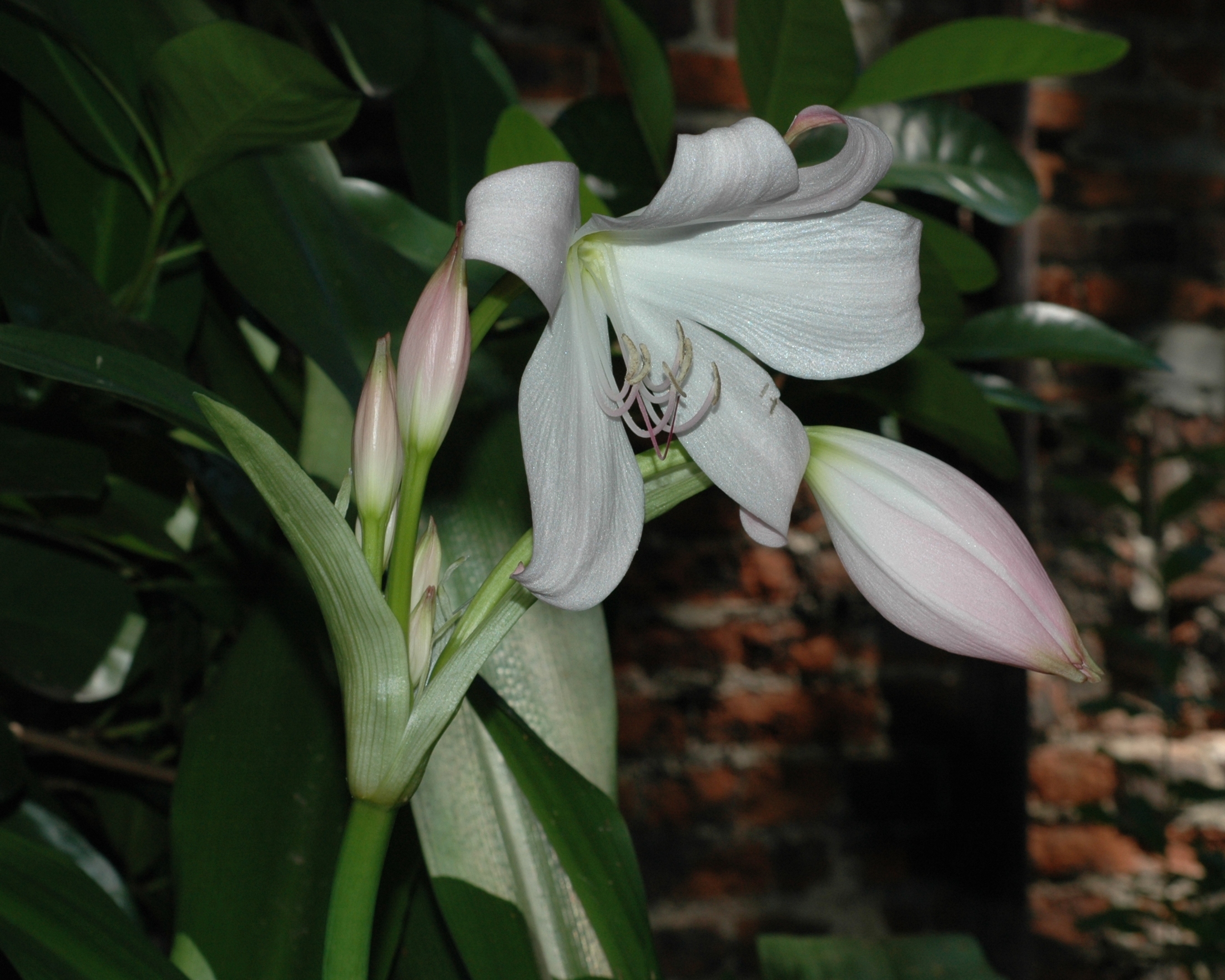 Amaryllidaceae Crinum amabile