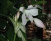 image of Crinum amabile