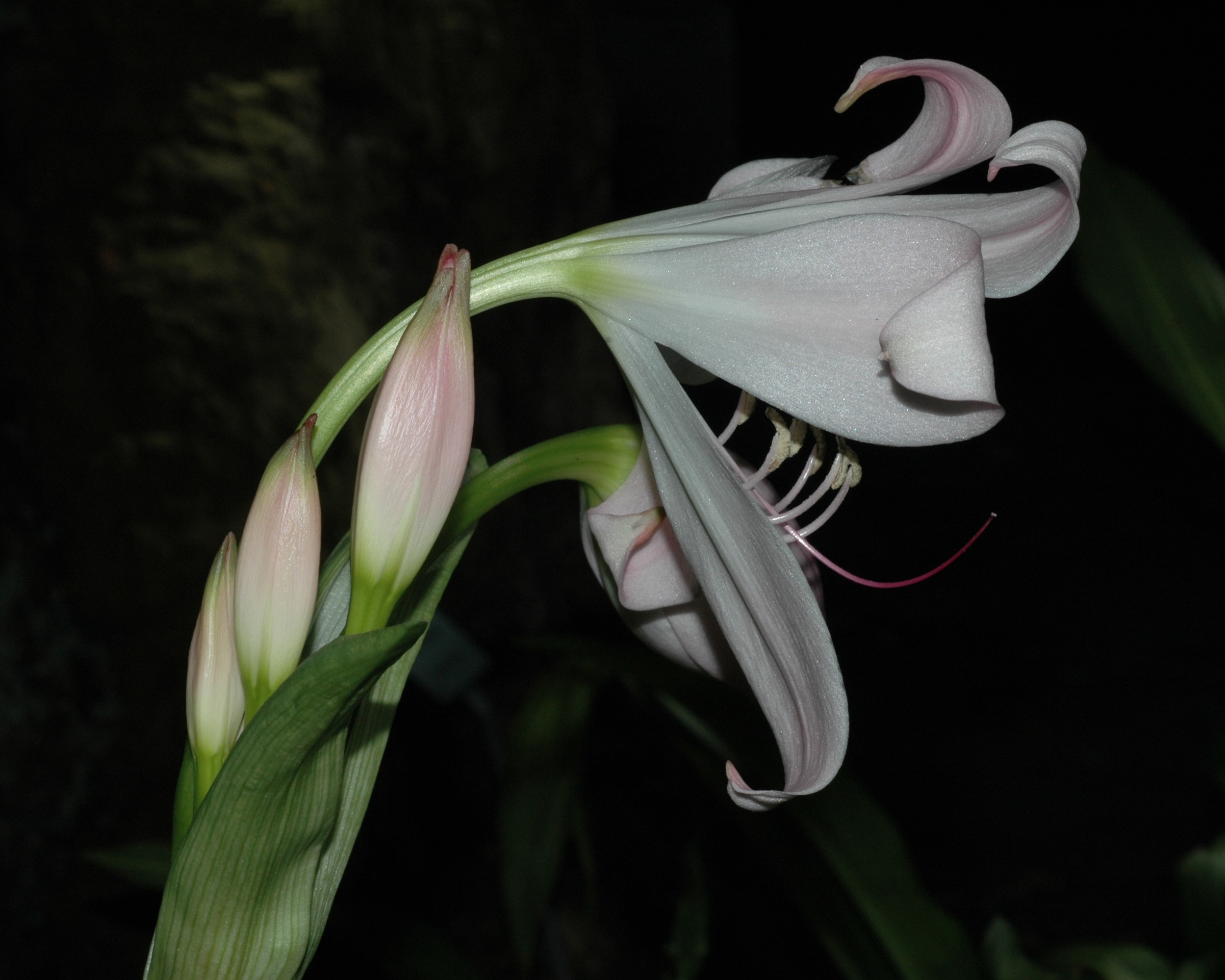 Amaryllidaceae Crinum amabile
