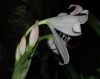 image of Crinum amabile