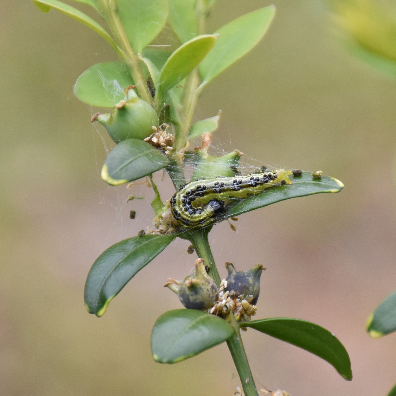 Crambidae Cydalima perspectalis
