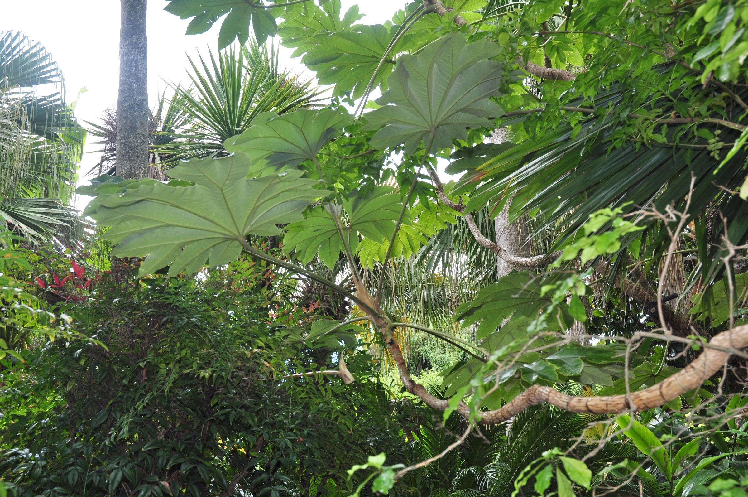 Araliaceae Tetrapanax papyrifer