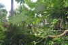 image of Tetrapanax papyrifer