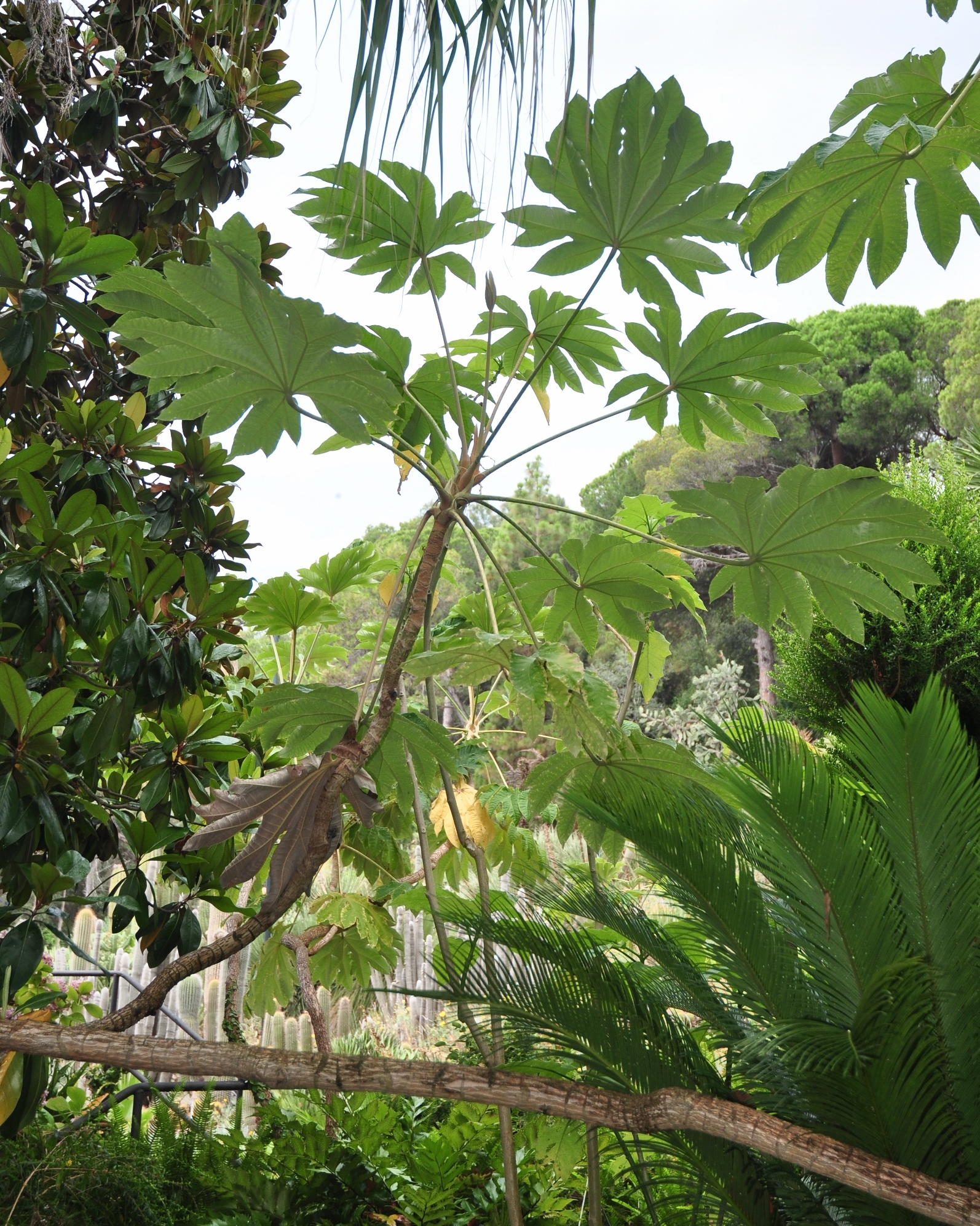 Araliaceae Tetrapanax papyrifer