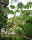 image of Tetrapanax papyrifer