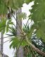 image of Tetrapanax papyrifer